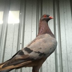 Pigeon Lovers