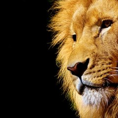 Animal World