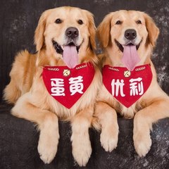 金毛蛋黄