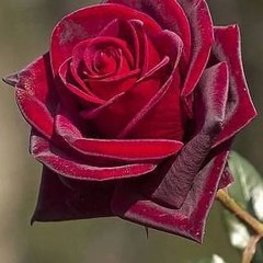 Sobia