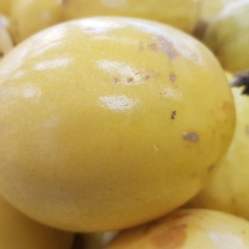 Mr. Maracuja - AUSWANDERN weltweit