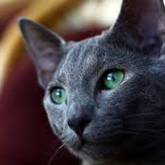 [FR] Ashloug Gaming