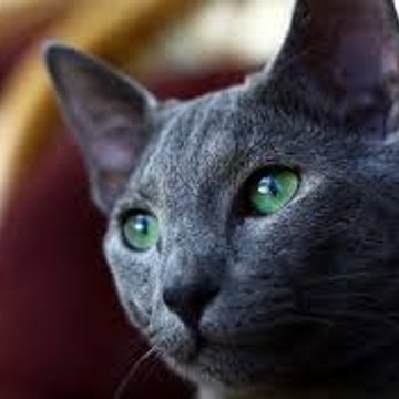 [FR] Ashloug Gaming