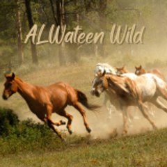 ALwateen Wild