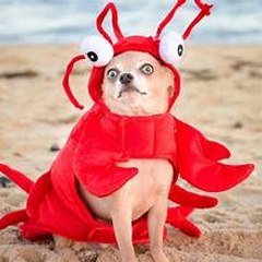 funny animals