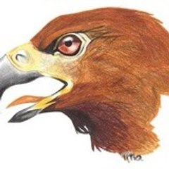 altoreunu