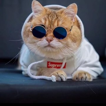 Pecinta Kucing