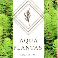 Aquá plantas