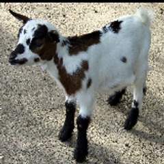 El Chivo Premium