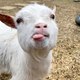Pet & Farm Life