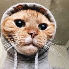catmania101