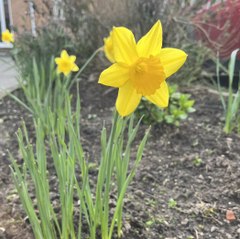 chasing.greyhound017