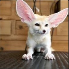 Exotic animals