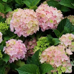 Athaïs François-Guillaumont