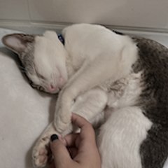一只描