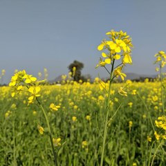 MovieGoldmines-2