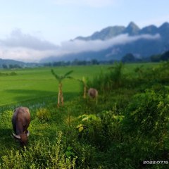 lành Bui