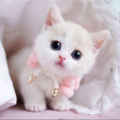 Cute little monk
