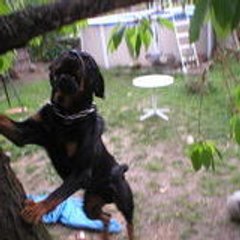 alex