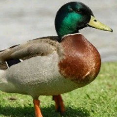 Ducky Bhai