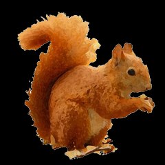 Angry Puffy Squirrel