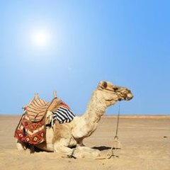 Islamic Stories