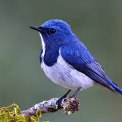 Birdslover