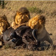 National Géographic Wild