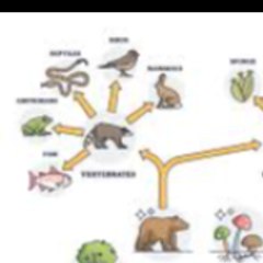 Biological description of birds and animals