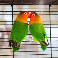lovebirds and bageis parrot