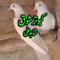 Kabootar Shok