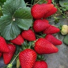 BS Organic Garden Ideas
