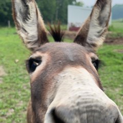 Petey the Seeing eye donkey