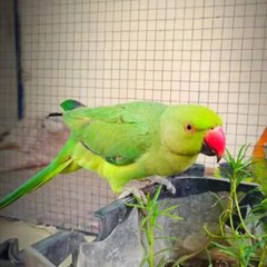 Pet's word 66