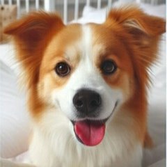 petpotbazar
