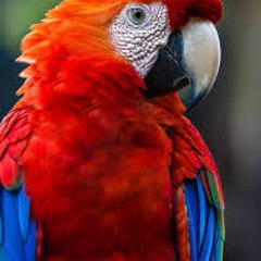 Parrots lover