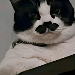 felixcat official