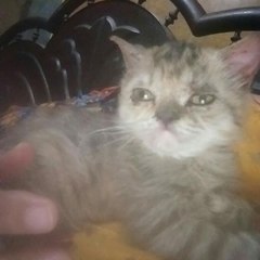 Cat Lovers