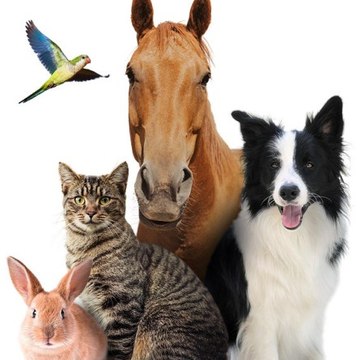 Pets And Animal