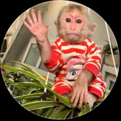 Monkey Doka
