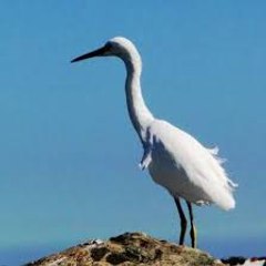 Beachy Bird