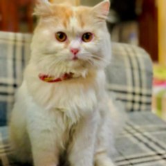 pets animals