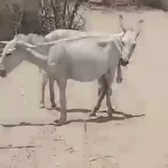 thar parkar animal
