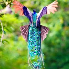 Birdsz2m