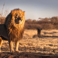 Animal world