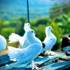 pigeon flying