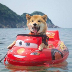 Funny Animals Worid