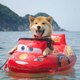 Funny Animals Worid