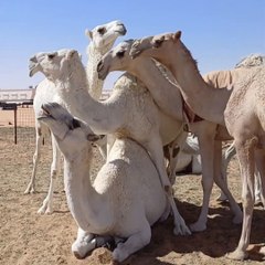 Desert Camels