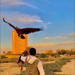 تدريب الجوارح